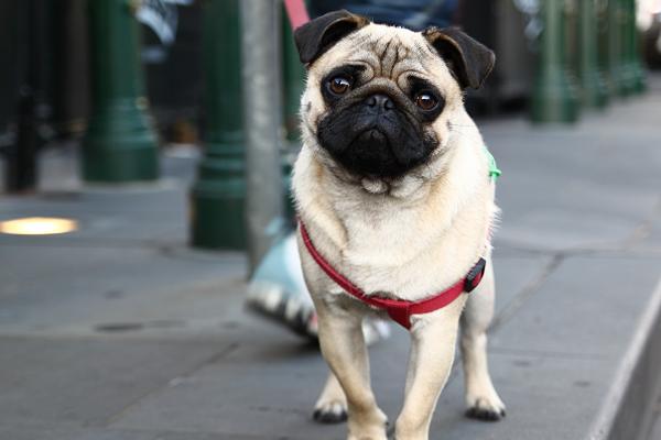 巴哥犬性格优缺点，是体贴、可爱的小型犬种