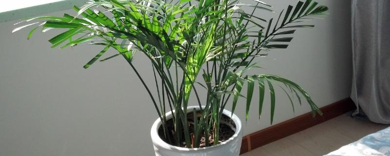 袖珍椰子种植条件