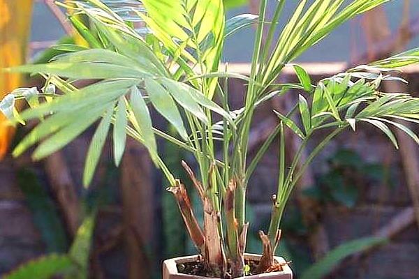 袖珍椰子种植条件，喜欢半阴环境