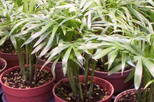 袖珍椰子种植条件，喜欢半阴环境