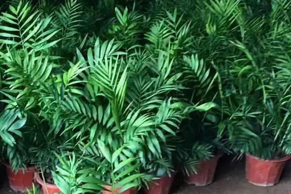 袖珍椰子种植条件，喜欢半阴环境
