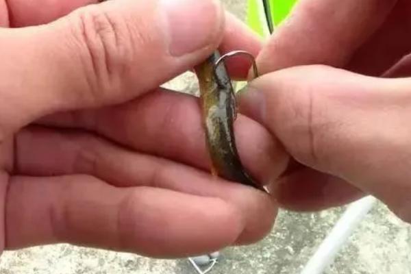 用泥鳅钓翘嘴要钓多深多远，水温适中时可钓浅