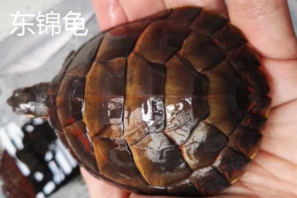 东锦龟西锦龟及南锦龟有什么区别，东锦龟具有圆点状花纹