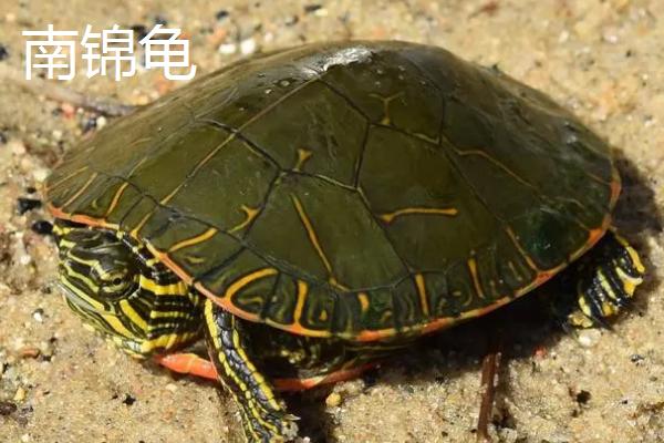 东锦龟西锦龟及南锦龟有什么区别，东锦龟具有圆点状花纹