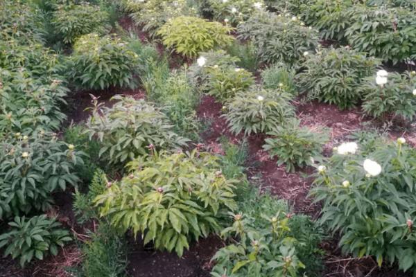 赤芍种植多久才能收获，有效生长期在5年以内