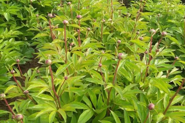 赤芍种植多久才能收获，有效生长期在5年以内