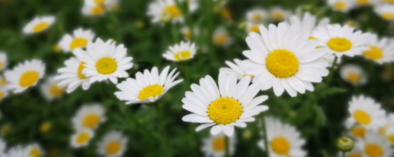 小雏菊花期