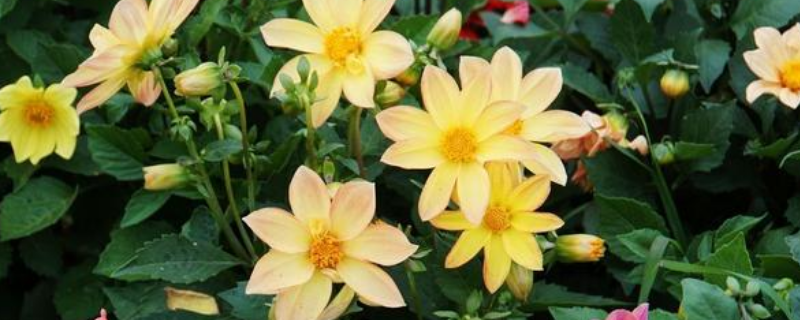 小丽花花期