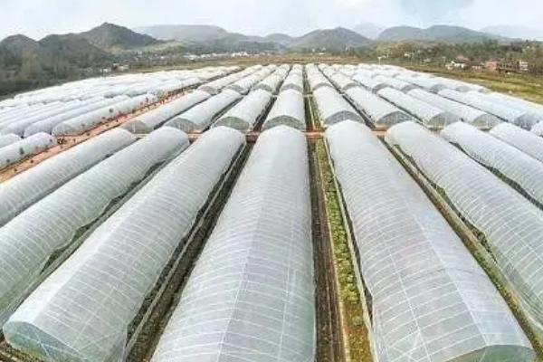 怎么在大棚中种植莲藕，浮叶期要做好密封保温工作