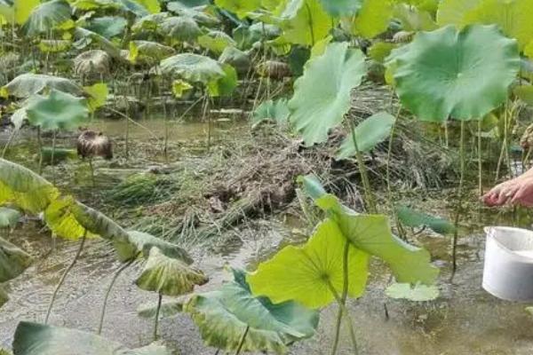 怎么在大棚中种植莲藕，浮叶期要做好密封保温工作