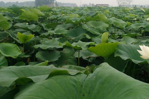 怎么在大棚中种植莲藕，浮叶期要做好密封保温工作
