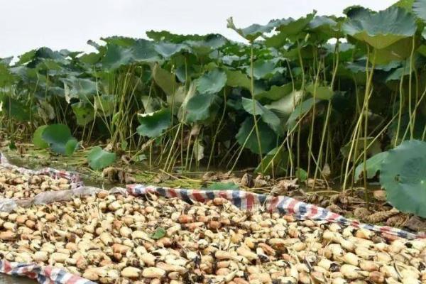 怎么在大棚中种植莲藕，浮叶期要做好密封保温工作