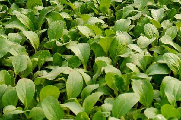 小白菜喜阳还是喜阴，种植15-45天即可收获