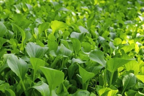 小白菜喜阳还是喜阴，种植15-45天即可收获