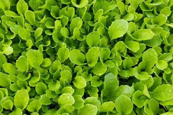 小白菜喜阳还是喜阴，种植15-45天即可收获