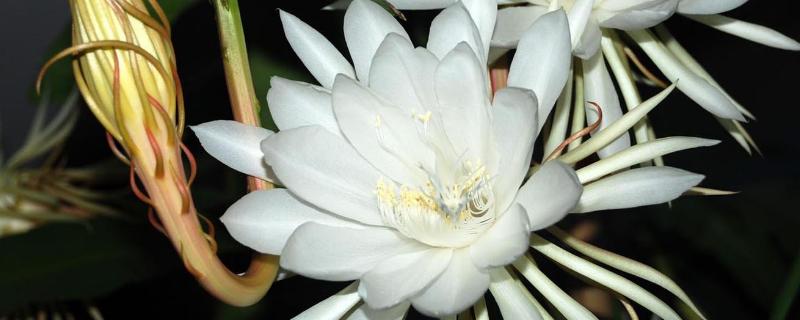 昙花有没有毒