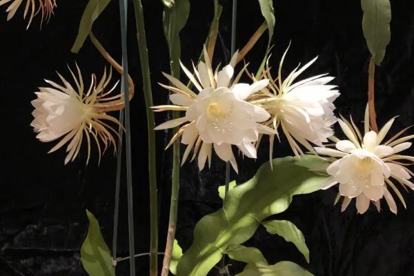昙花有没有毒，不适合放在室内