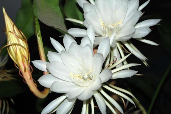 昙花有没有毒，不适合放在室内