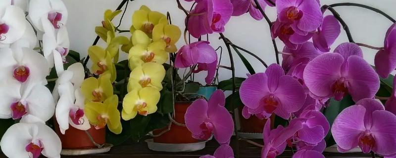 蝴蝶兰的花语