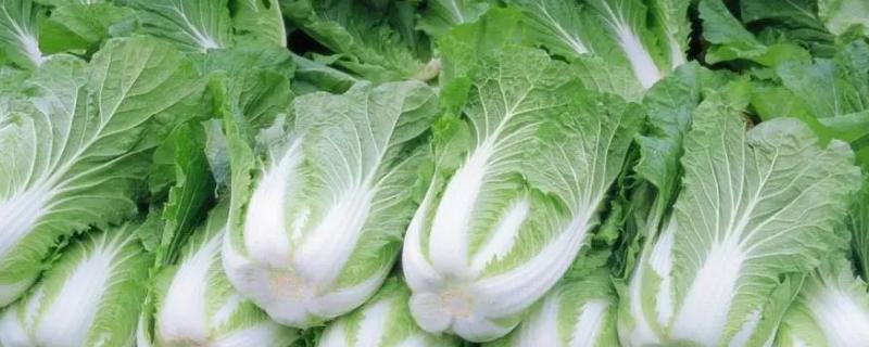 种大白菜的时间