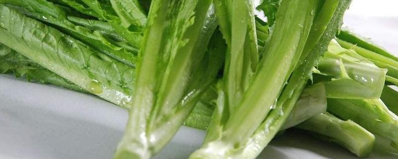 常见的油麦菜的病虫害防治方法