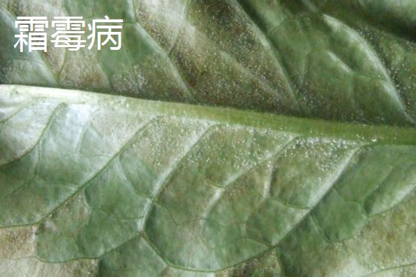 常见的油麦菜的病虫害防治方法，需对症下药