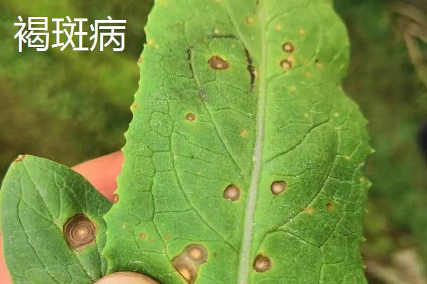 常见的油麦菜的病虫害防治方法，需对症下药
