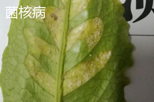 常见的油麦菜的病虫害防治方法，需对症下药