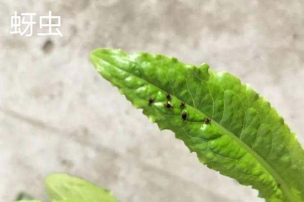 常见的油麦菜的病虫害防治方法，需对症下药