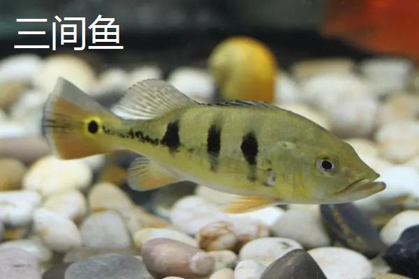 恐龙鱼能和哪些鱼类混养，是常见的热带鱼