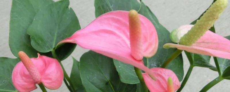 粉掌开花时期