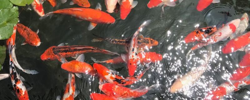 锦鲤长大得养几年