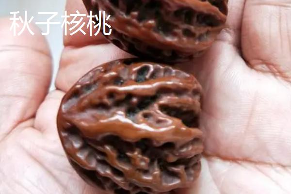 核桃树种多久才能结果，嫁接苗比实生苗更快挂果
