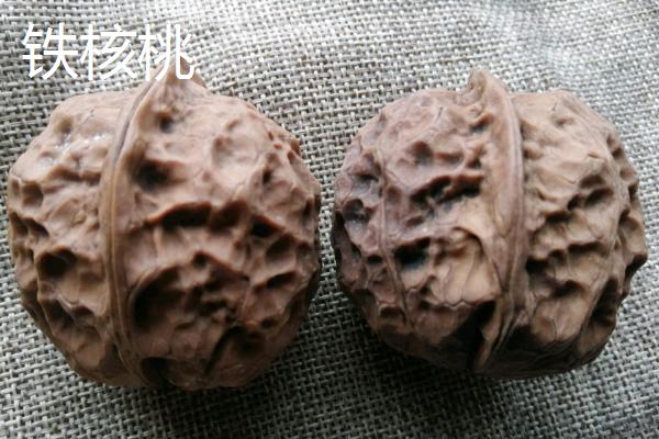 核桃树种多久才能结果，嫁接苗比实生苗更快挂果