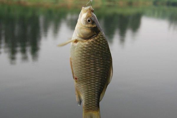 阴天可以钓鲫鱼吗，垂钓难度会加大