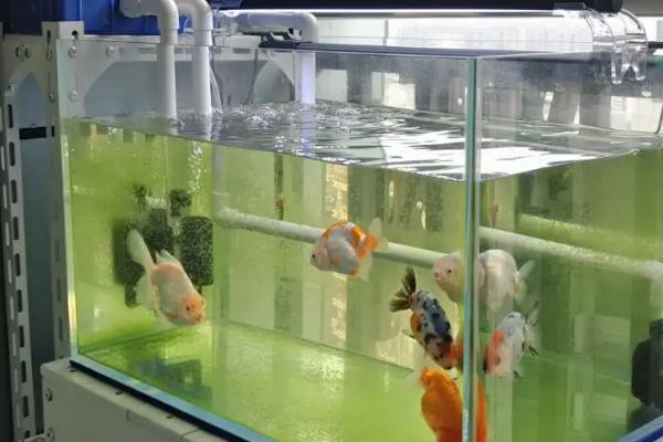 饲养热带鱼如何养水，水温过低会影响鱼儿的活力