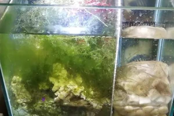 饲养热带鱼如何养水，水温过低会影响鱼儿的活力