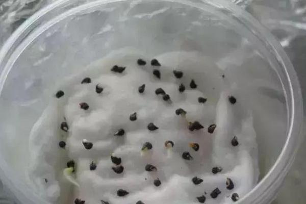 茄子有没有种子，后期开花会生长出来籽粒