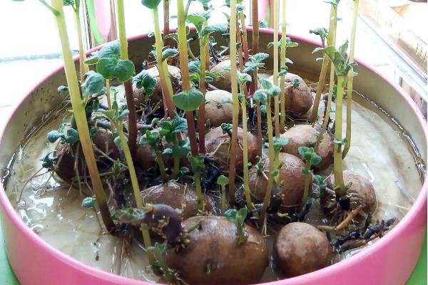 水培土豆需要切开吗，只被用作实验室实验和盆景