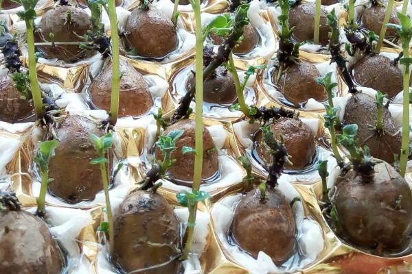 水培土豆需要切开吗，只被用作实验室实验和盆景