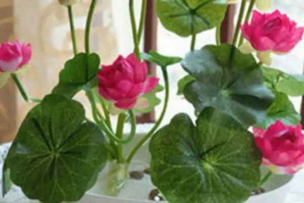 碗莲为什么很难养好，充足阳光才可形成花芽