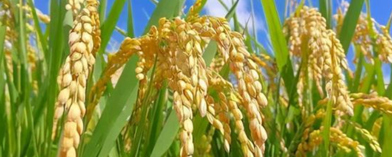 盐碱地水稻种植技术
