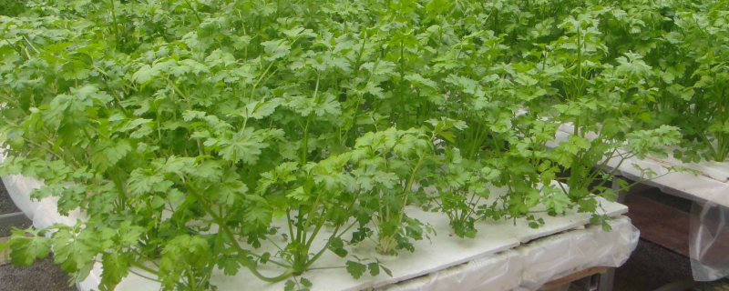 有机蔬菜无土栽培技术