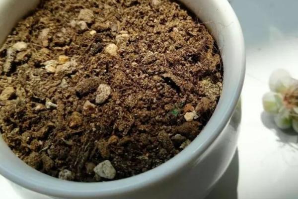镜面草的养殖方法，是一种耐阴植物