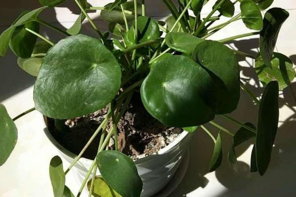 镜面草的养殖方法，是一种耐阴植物