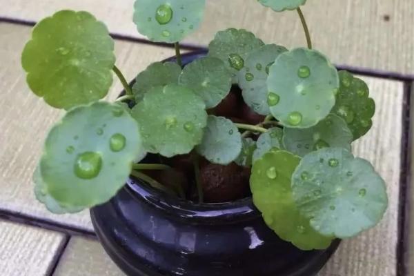 镜面草的养殖方法，是一种耐阴植物