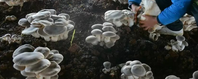 人工菌种植技术
