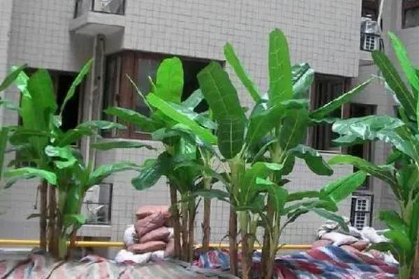 芭蕉盆栽多少天浇一次水，高温天气每日均可喷水