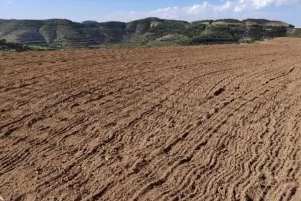 地膜种植毛豆早熟高产栽培技术，播种到收获需90-100天左右