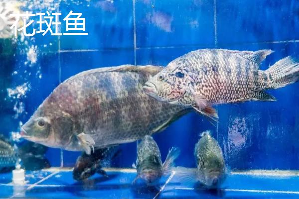 花斑鱼和石斑鱼的区别，为中国四大名鱼之一